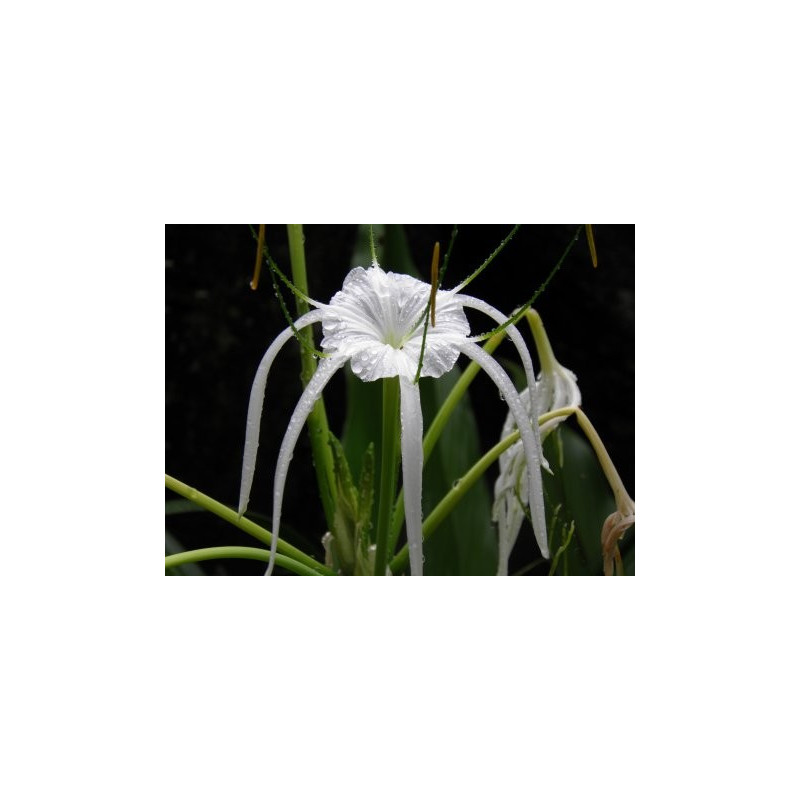 Hymenocallis littoralis