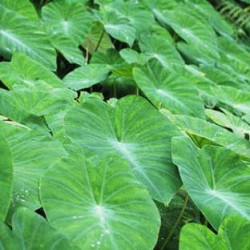 Colocasia emerald