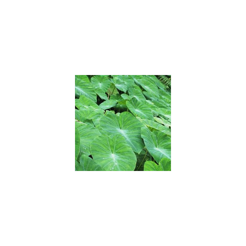 Colocasia emerald