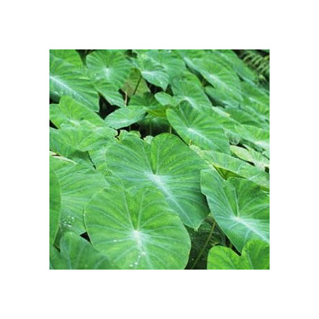 Colocasia emerald