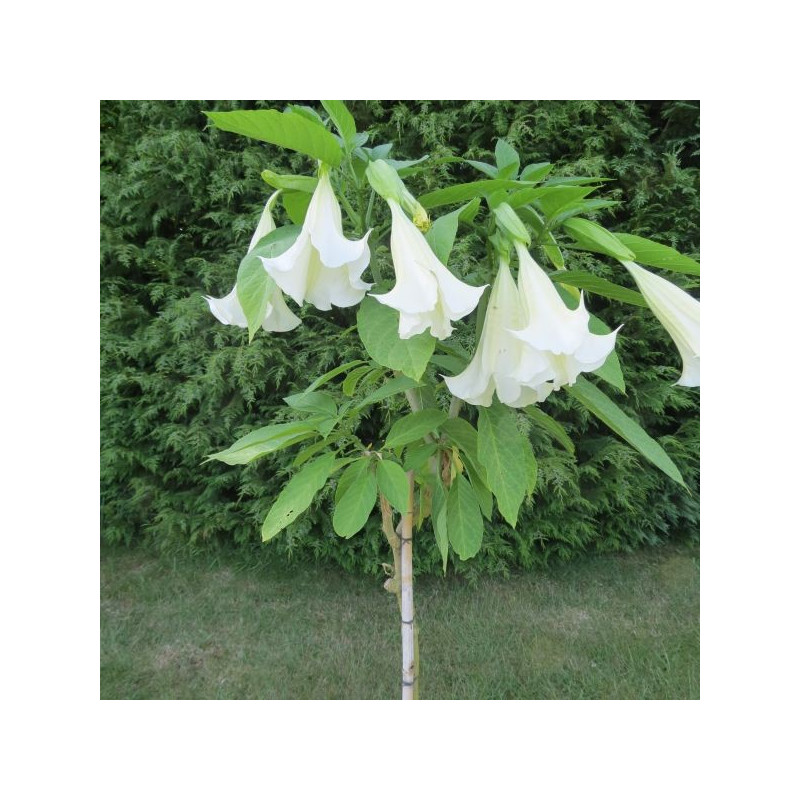 Brugmansia arborea