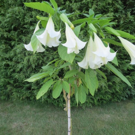 Brugmansia arborea