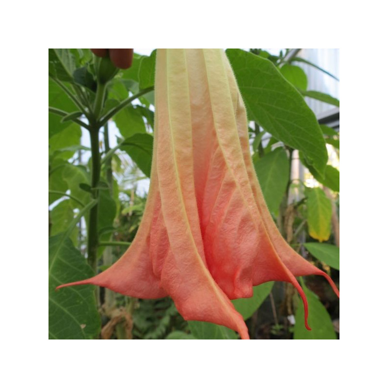 Brugmansia sanguinea