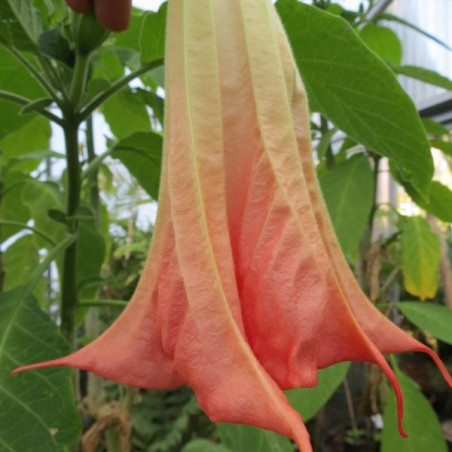 Brugmansia sanguinea