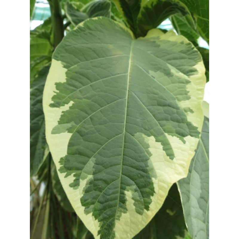 Brugmansia arborea variegata