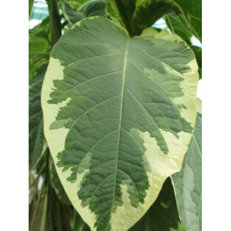 Brugmansia arborea variegata