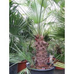 Chamaerops humilis argentea 90 l