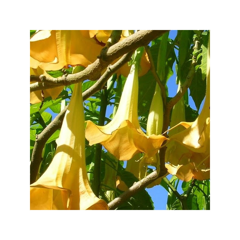 Brugmansia aurea