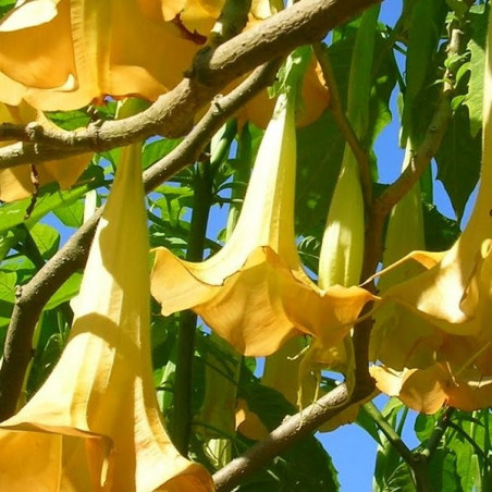 Brugmansia aurea