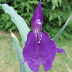 Roscoea alpina