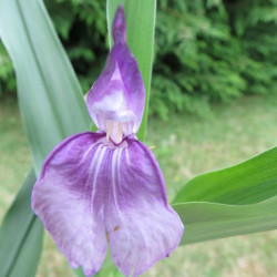 Roscoea auriculata