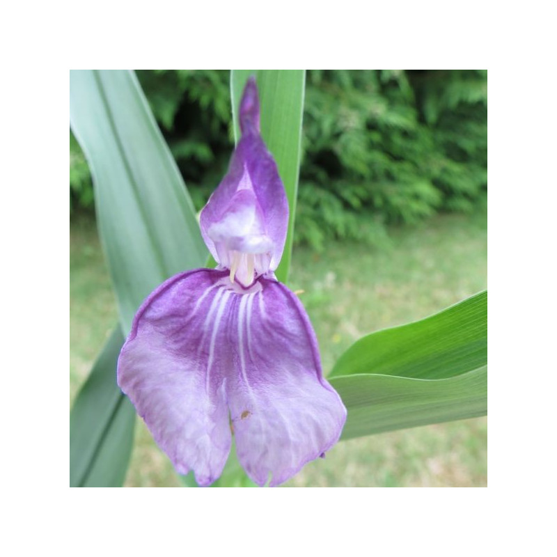 Roscoea auriculata