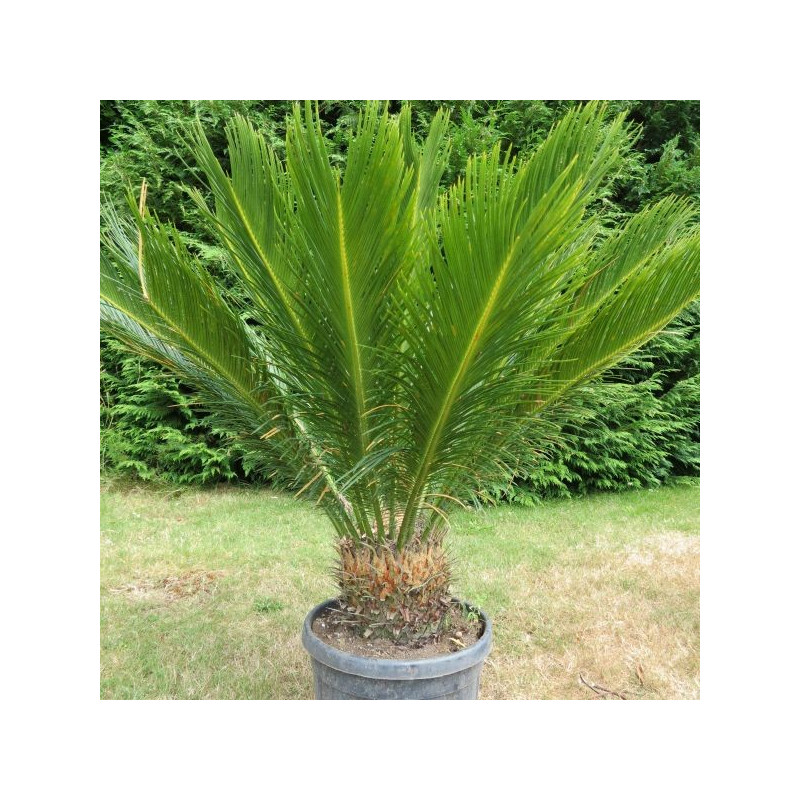 Cycas revoluta