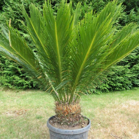 Cycas revoluta