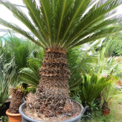 Cycas revoluta