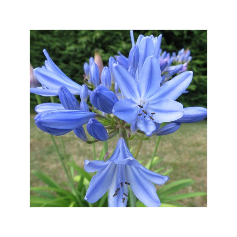 Agapanthus pitchoune ®