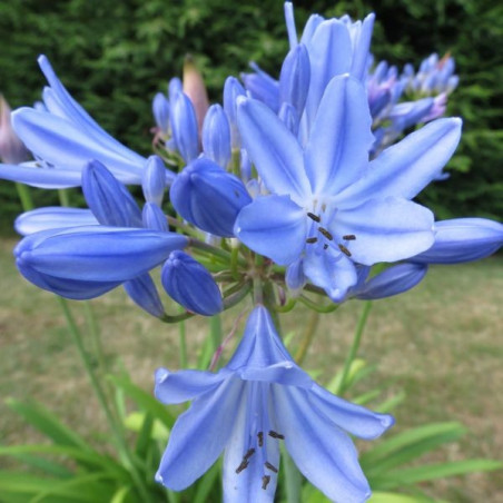 Agapanthus pitchoune ®