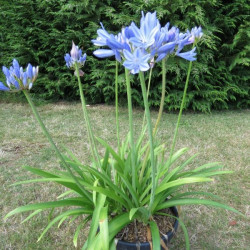 Agapanthus pitchoune ®