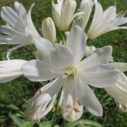 Agapanthus double diamond