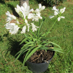 Agapanthus double diamond