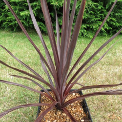 Cordyline firecracker