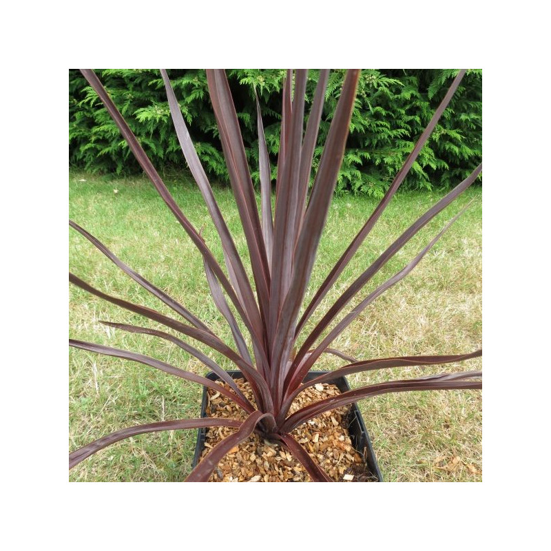 Cordyline firecracker