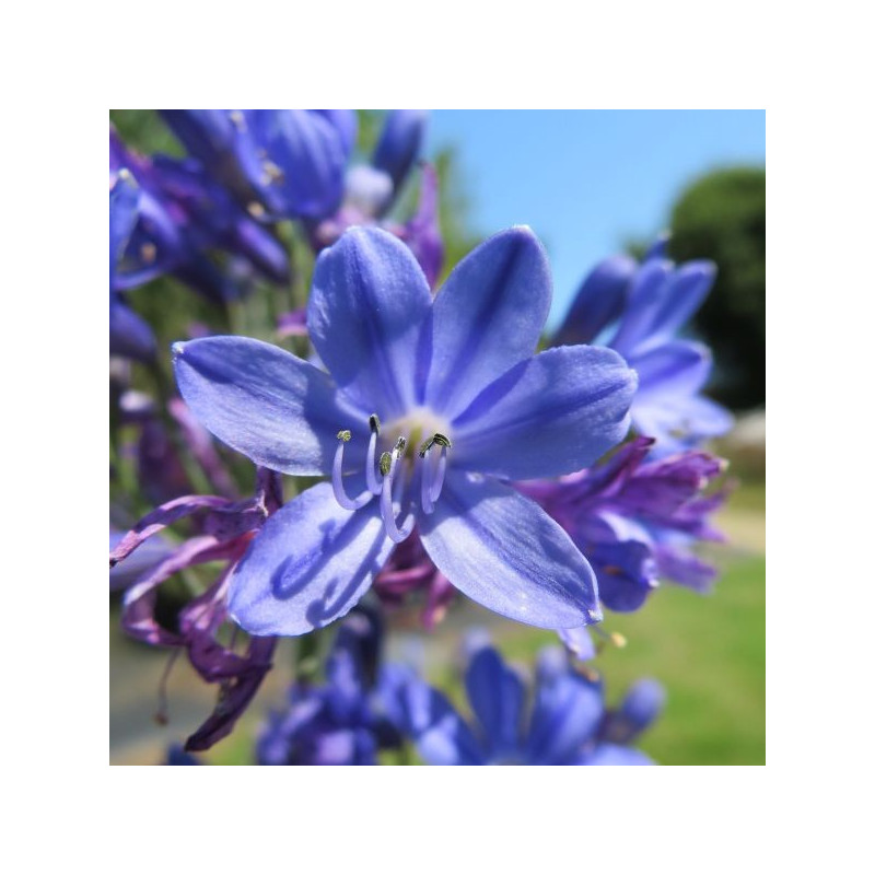 Agapanthus inkspots