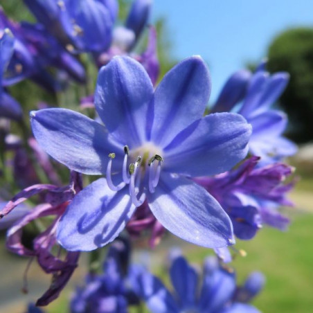 Agapanthus inkspots