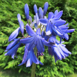 Agapanthus Bressingham blue