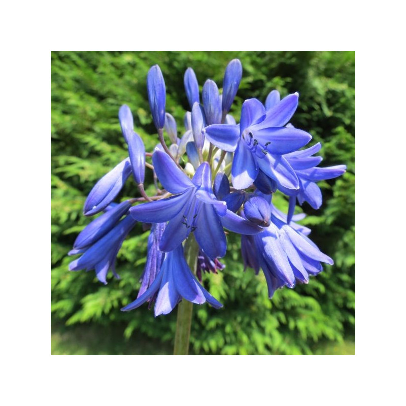 Agapanthus Bressingham blue