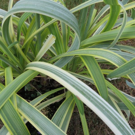 Agapanthus gold strike