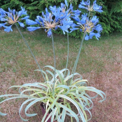 Agapanthus gold strike