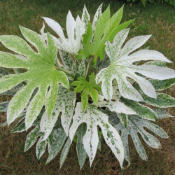 Fatsia japonica spider's web