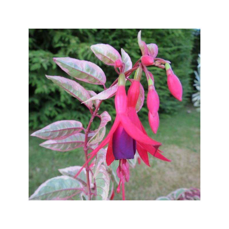 Fuschia Tom West