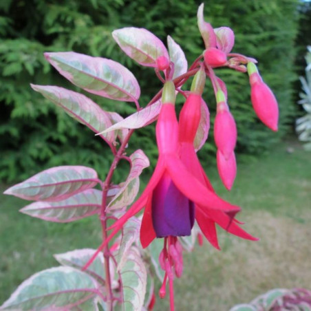 Fuschsia Tom West