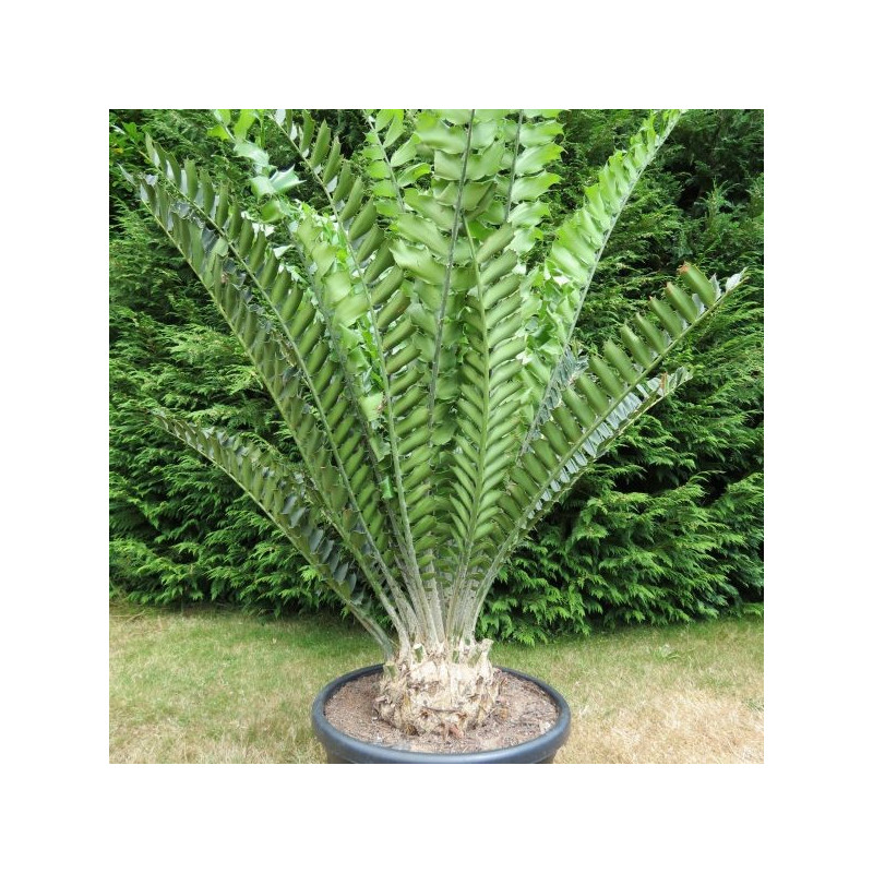 Encephalartos ferox