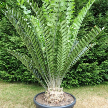 Encephalartos ferox