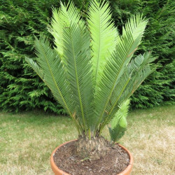 Dioon edule angustifolium 18 l