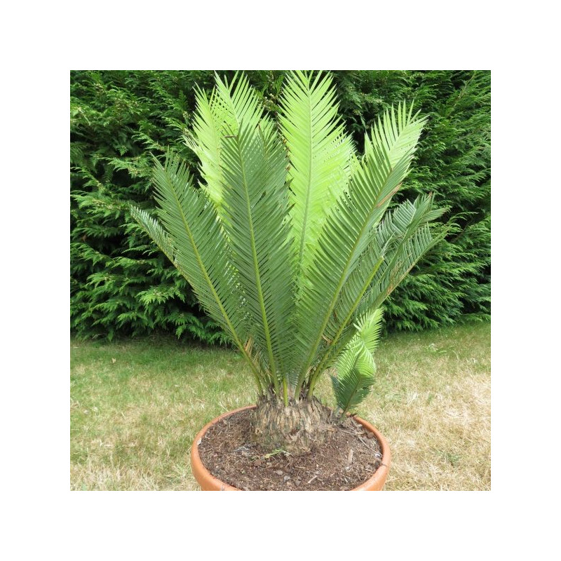 Dioon edule angustifolium 18 l