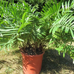 Zamia floridana 10 l