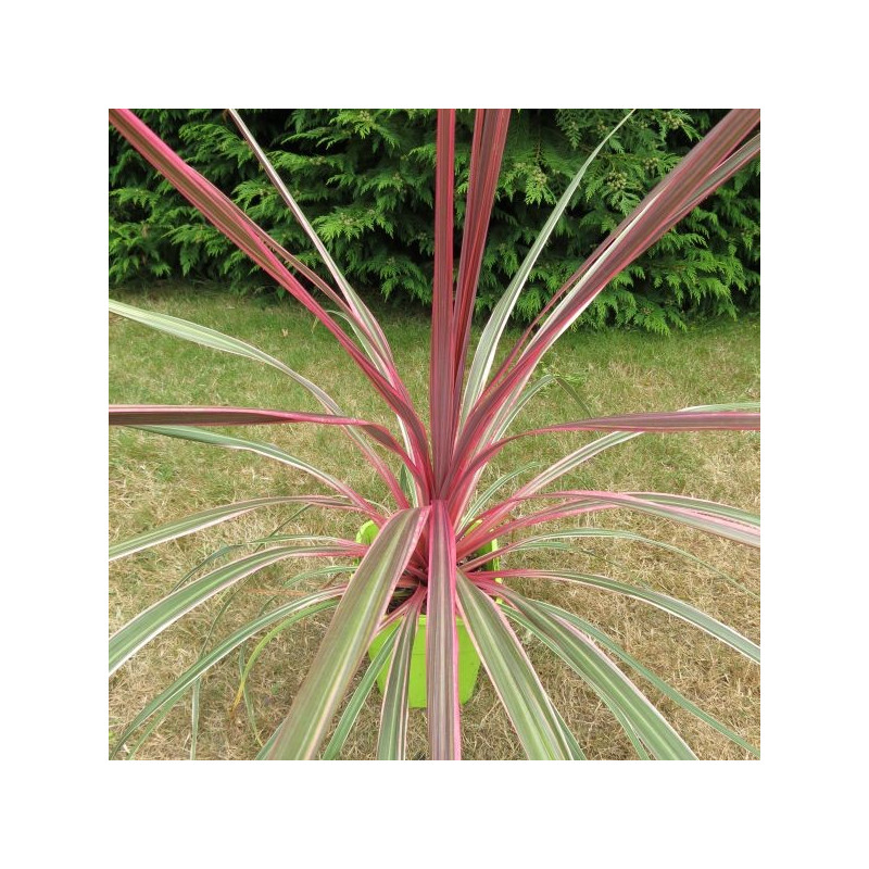 Cordyline Can Can®