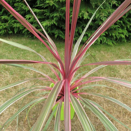 Cordyline Can Can®