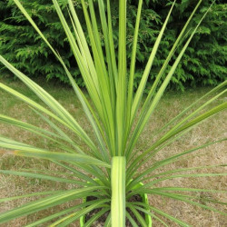 Cordyline Jive®