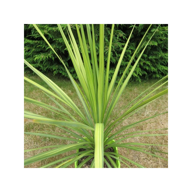 Cordyline Jive®