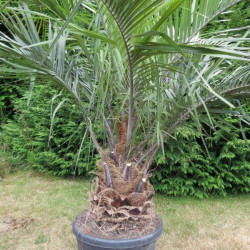 Butia gigantea 50 l