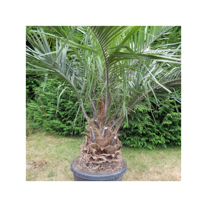 Butia gigantea 50 l