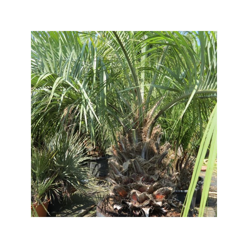 Butia eriospatha 130 l