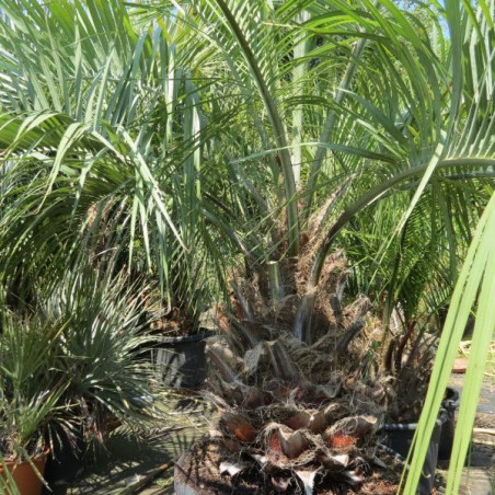 Butia eriospatha