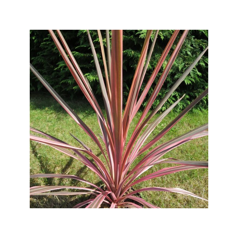 Cordyline pink fire