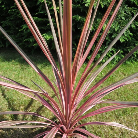 Cordyline pink fire